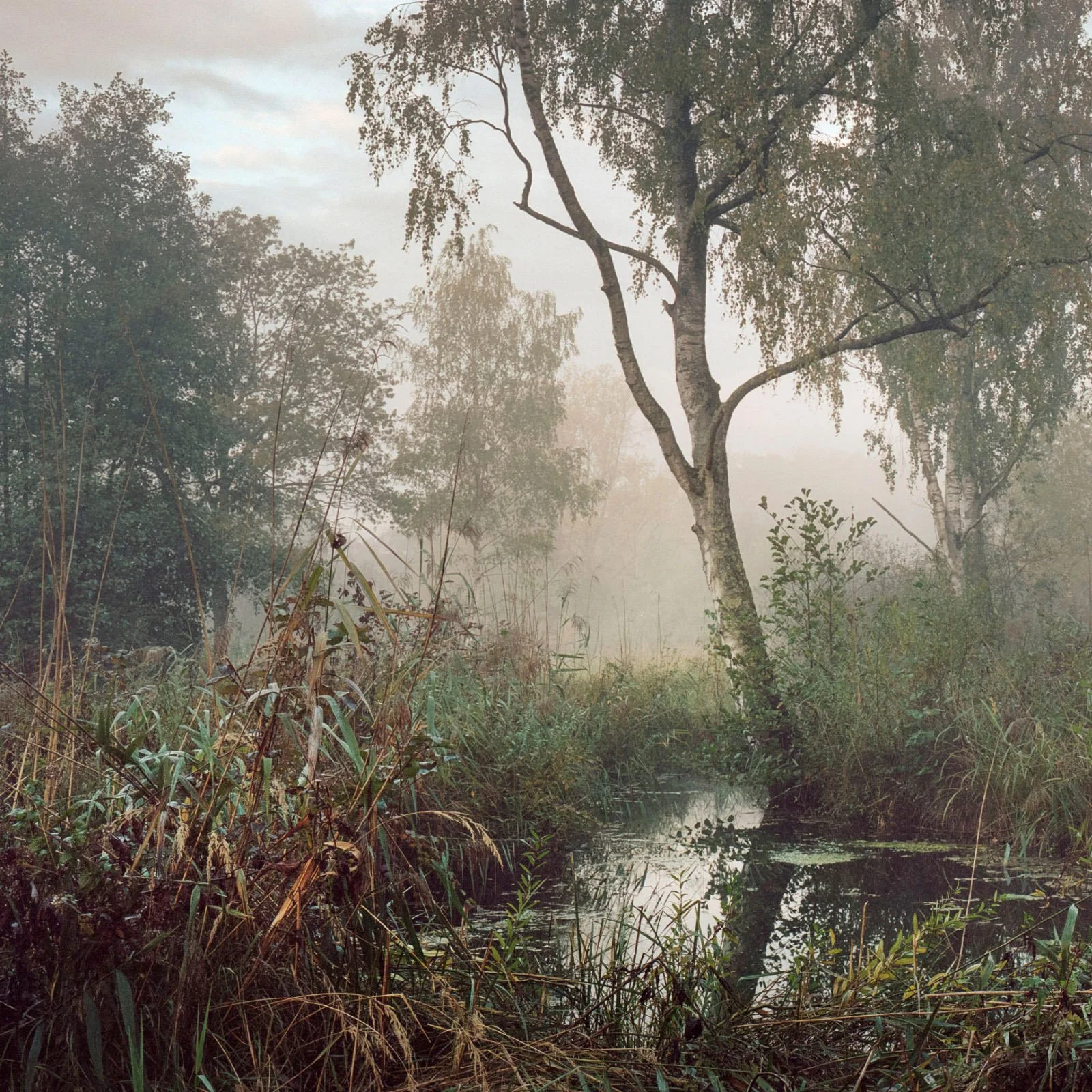 Print_Cutout_WETLAND_02_MZedler.jpg