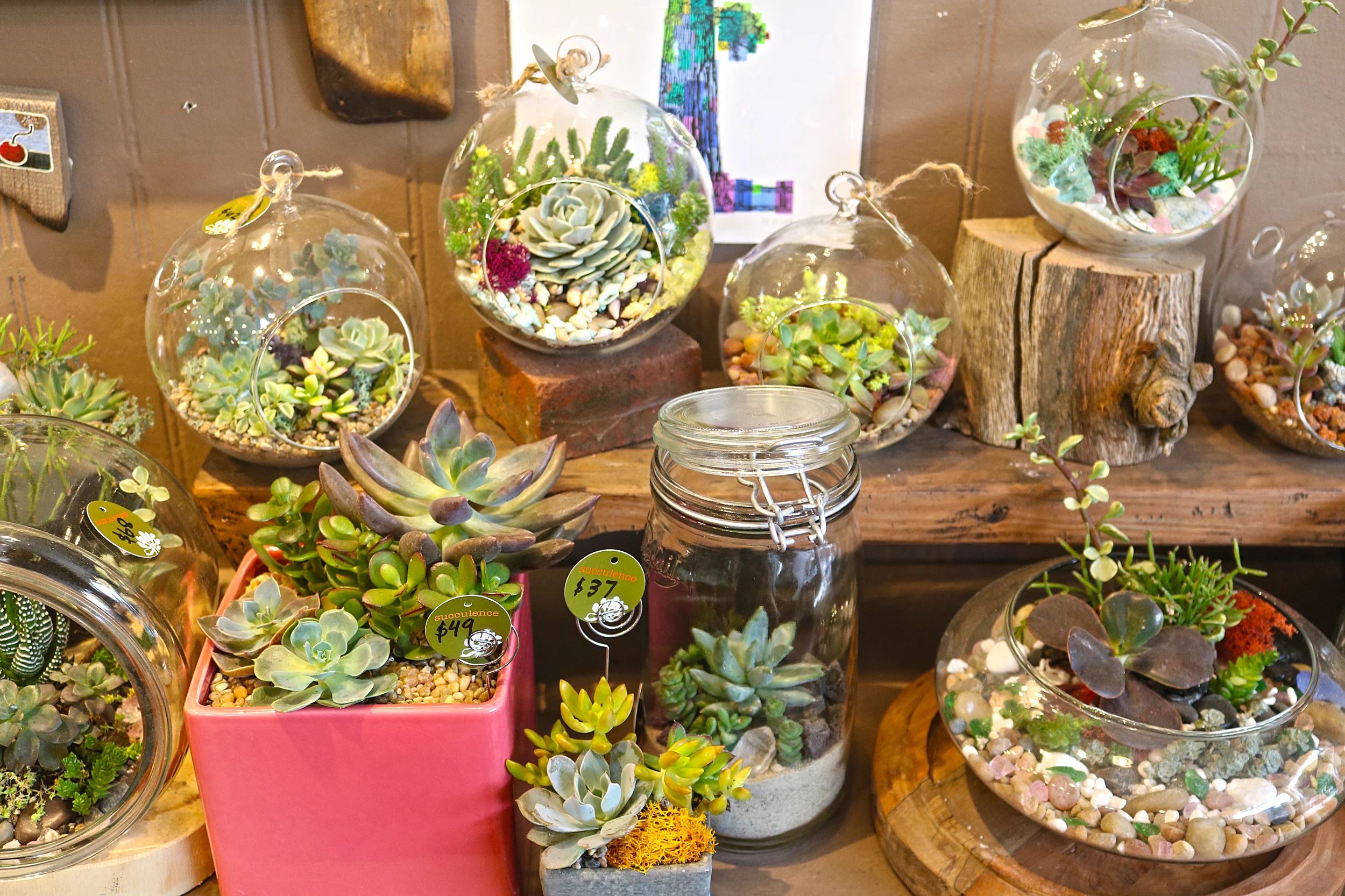 succulence-sf.jpg