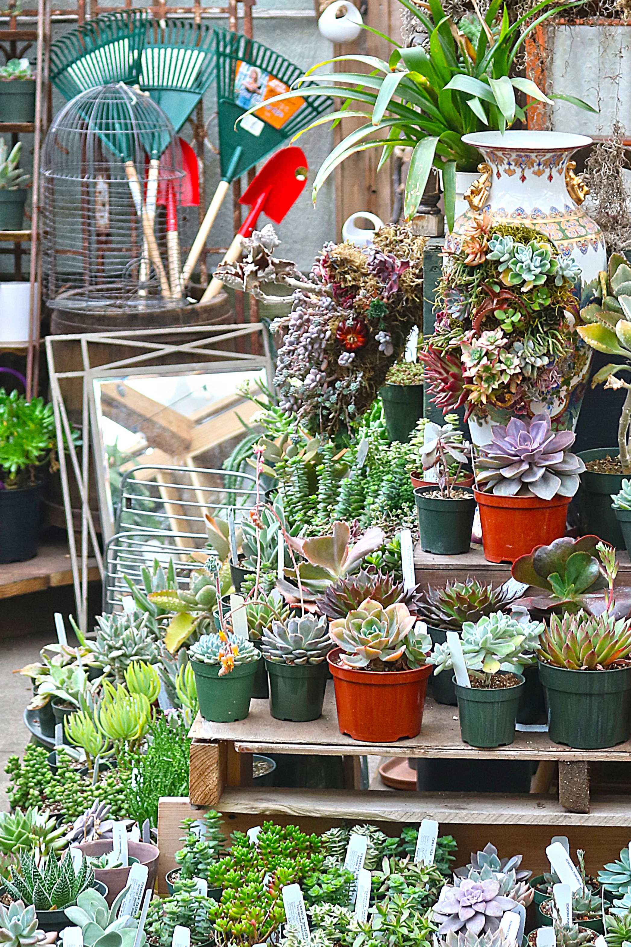 succulence.jpg