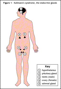 Fig 1: The endocrine glands. 