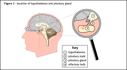 Location of the hypothalamus and pituitary gland.