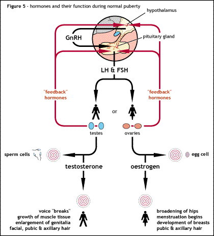 Hormones and their function during normal puberty. 