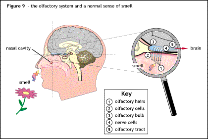 The normal olfactory system. 