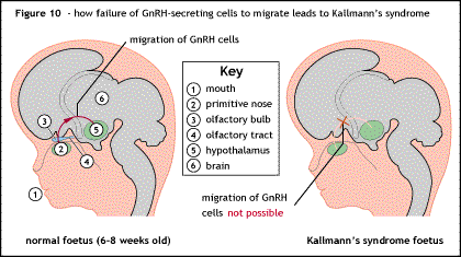 Migration of GnRH producing cells.
