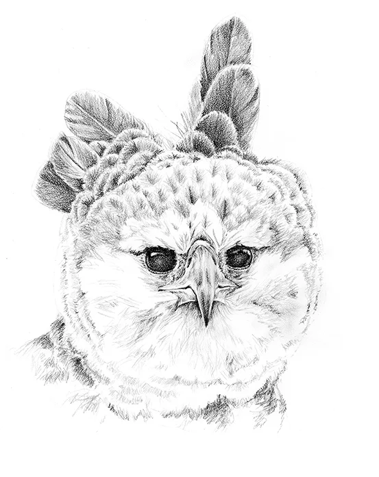 Harpy Eagle