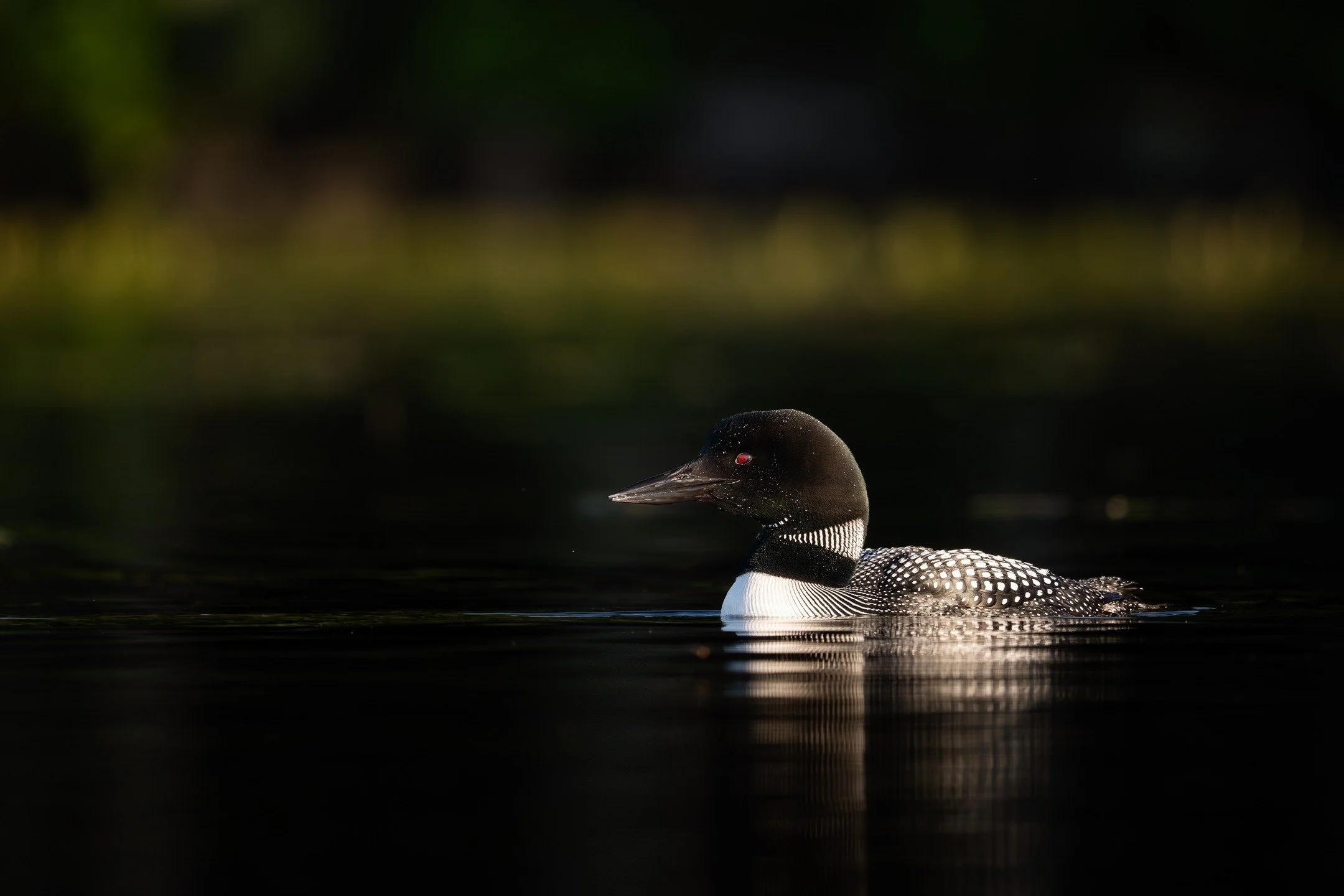 As summer starts to wind down, loons like this one begin preparing for migration. Soon they&rsquo;ll trade quiet northern lakes for the open sea. 

Taking and editing low-key images like this one is just one of the many things you&rsquo;ll learn in m