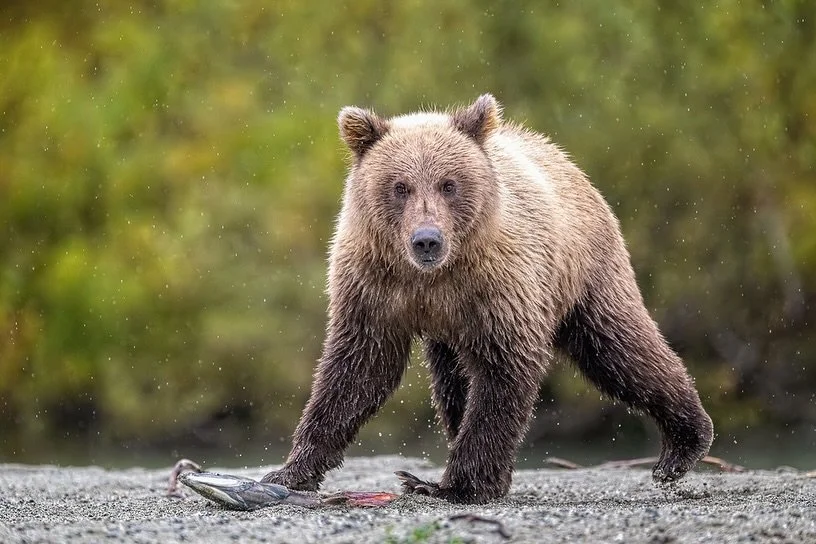 When your kid loves adventure as much as you do and finally gets his first adult job vacation&hellip; you plan an adventure.  Ethan and I spent 5 cold, rainy days exploring Alaska &mdash; and we had an absolute blast making the best of it! I showed h