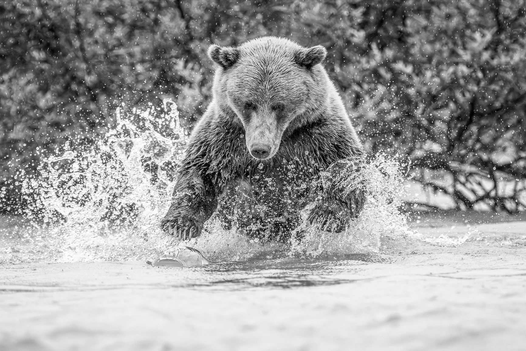 Happy Friday, friends! May your weekend be full of energy, adventure, and maybe a splash of wild.