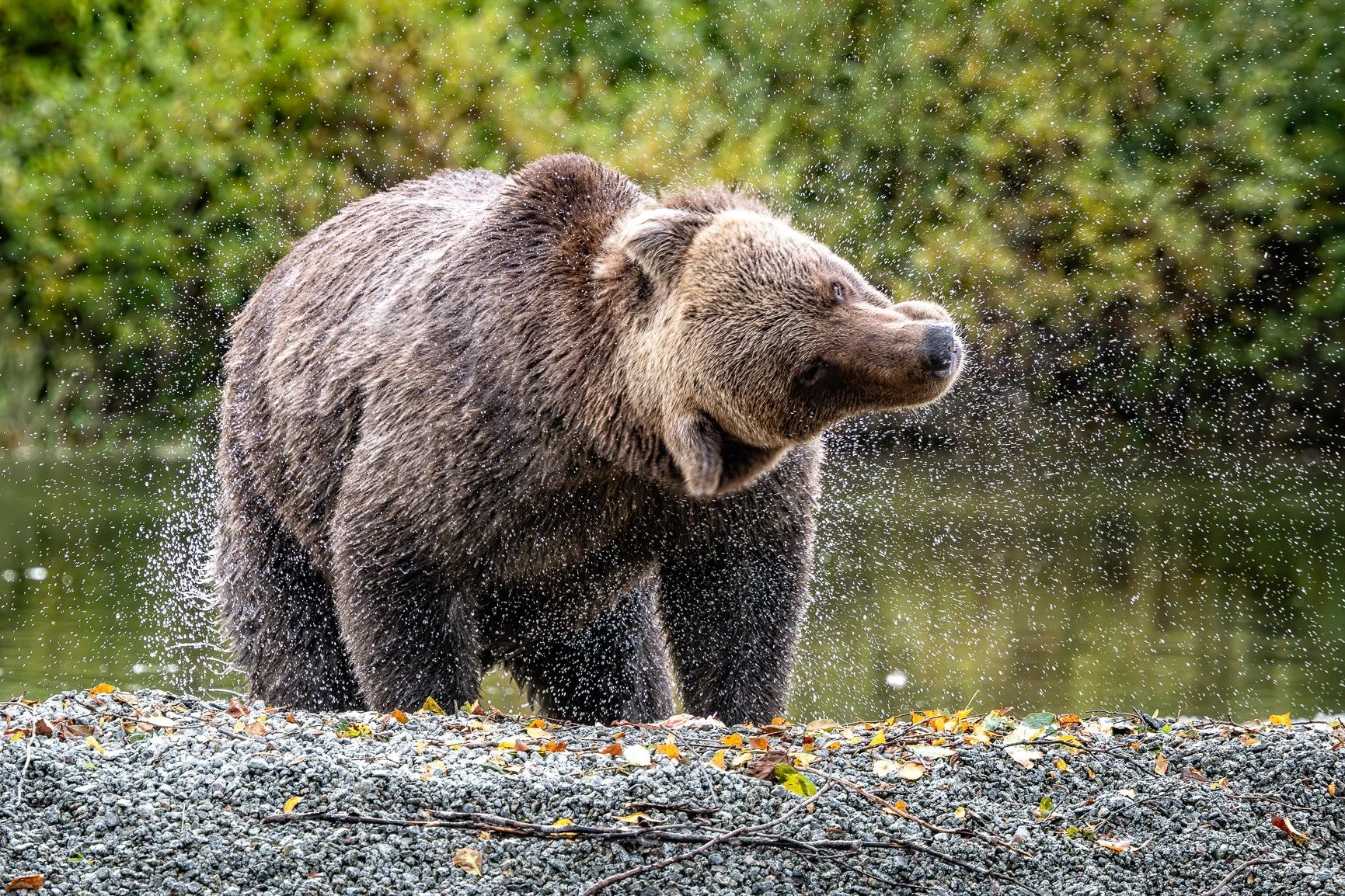 Did you know bears are expert shakers? 🐻💦 Just a little Sunday shake. Bears give themselves a good shake after fishing to dry off and conserve energy &mdash; and they can shake up to 70% of the water off their fur in just a few seconds! Pretty impr