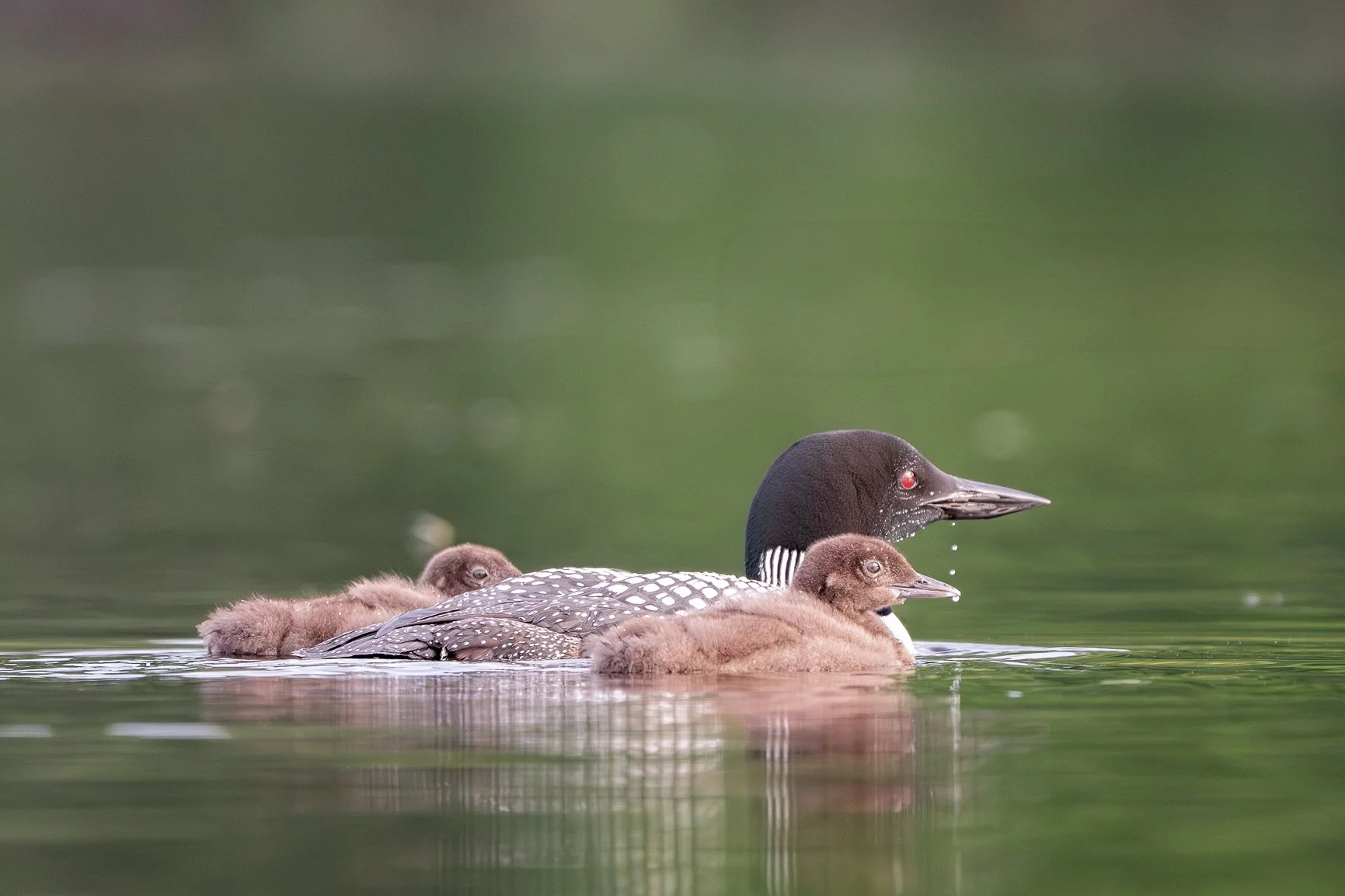 There&rsquo;s nothing quite like a summer morning on the water with loons. Watching the parents care for their chicks was one of the true highlights of my summer &mdash; pure magic. Loons are such incredible parents: fiercely protective, endlessly at