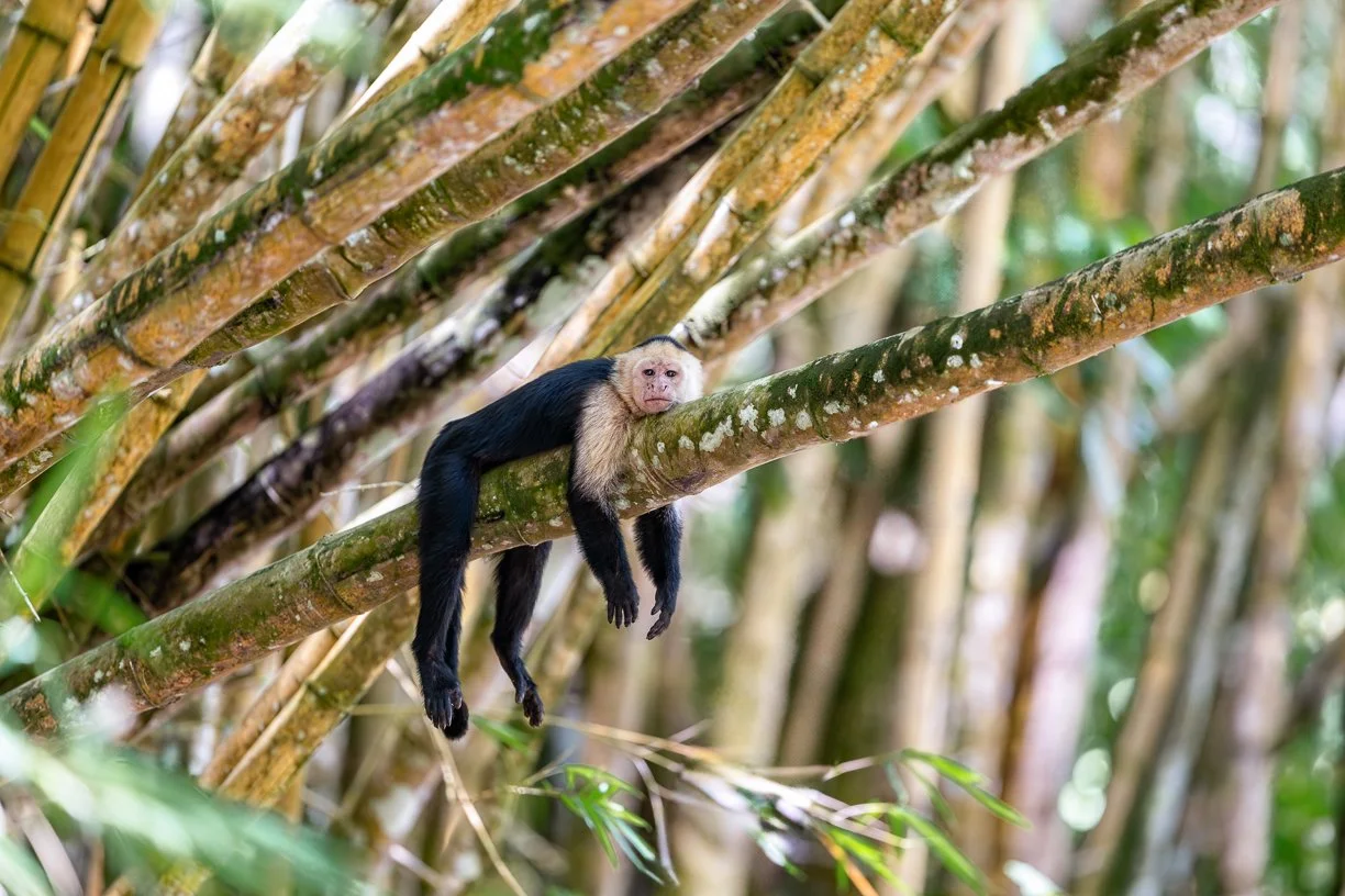 It's Friday- time to hang back, relax, and recharge like this white faced Capuchin monkey is! 

And a quick reminder &mdash; it&rsquo;s the last call to join my Mastering the Art of Wildlife Photography class, which starts Monday! Don&rsquo;t miss it