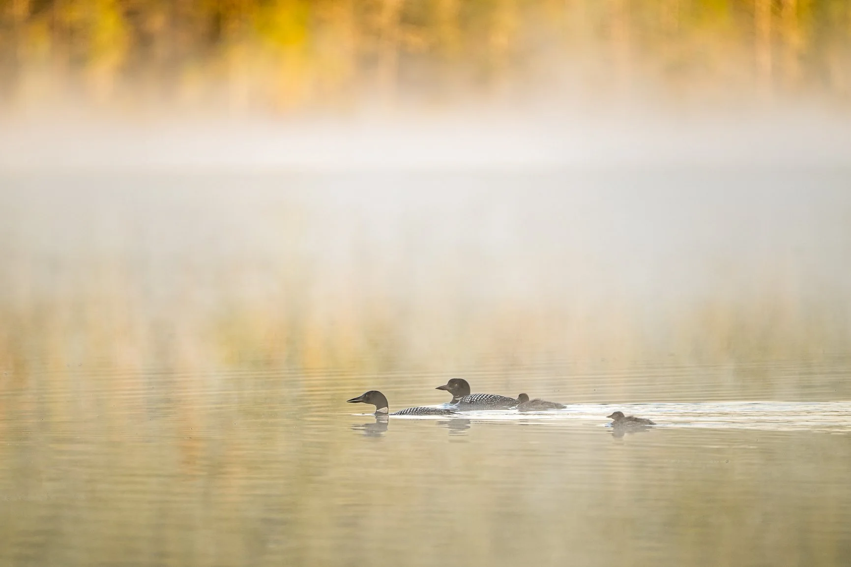 It&rsquo;s happening &mdash; fall is finally here! Can&rsquo;t wait for those misty mornings and the chance to photograph wildlife in the changing season. Where is the season of change taking you this fall?