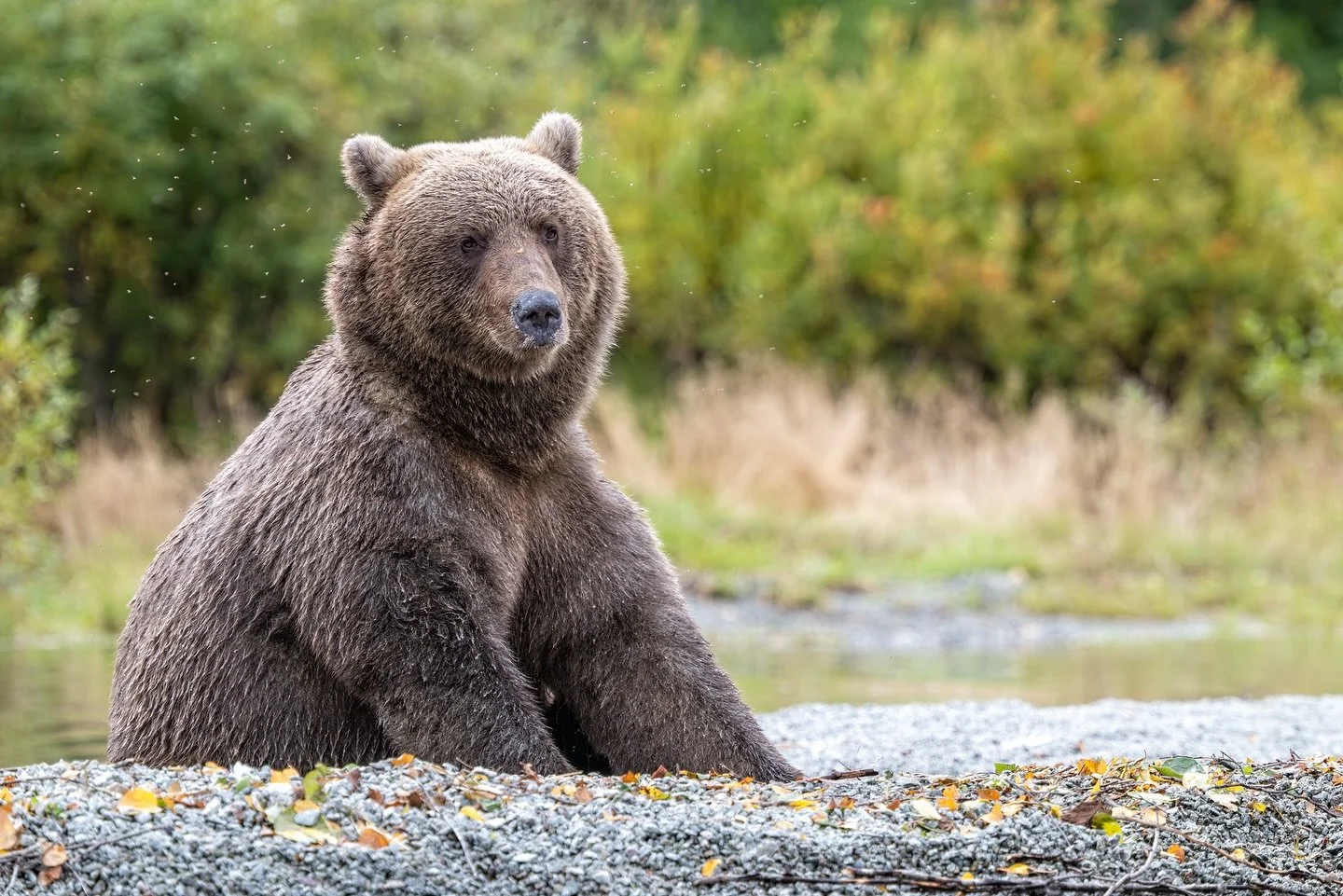 This guy is all ready for Fat Bear Week! 🐻
I love how these incredible bears bulk up in preparation for hibernation &mdash; every fish, every berry, every pound matters for survival through the long Alaskan winter.