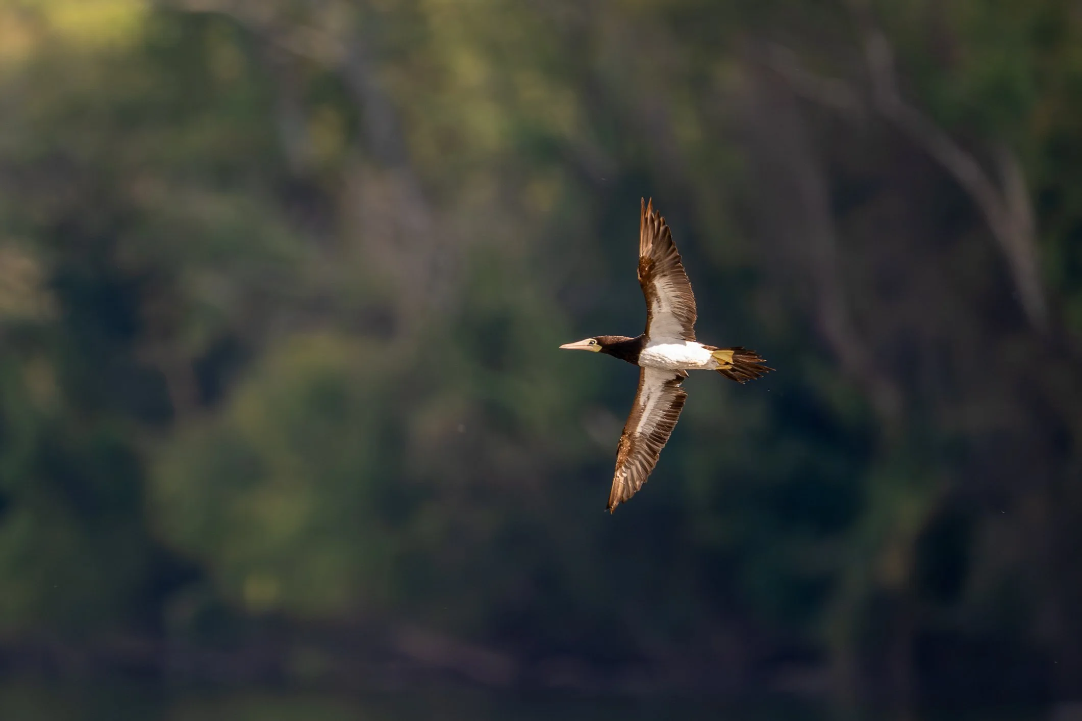 North Carolina has another rare visitor this week. This Brown Booby has been hanging out about 30 minutes from my house and definitely got off track somehow. Normally, Brown Boobies are tropical seabirds found in warm waters of the Caribbean, Gulf of