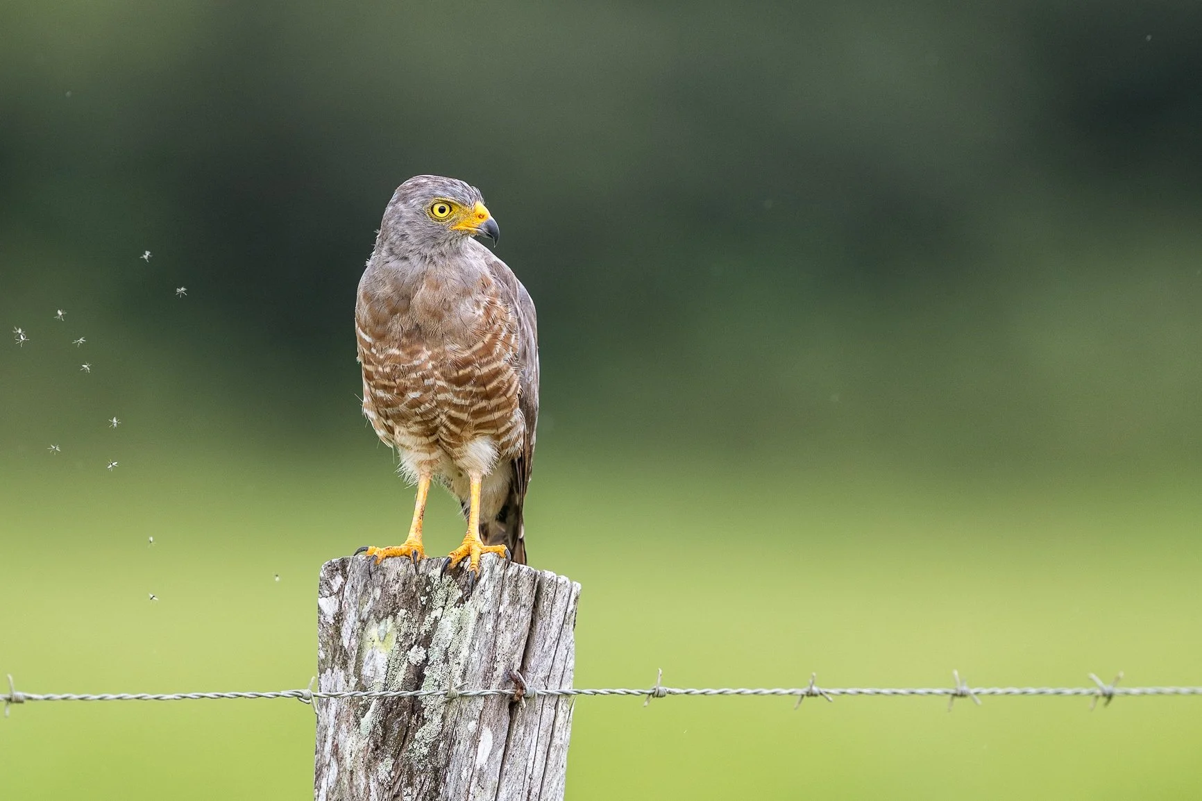 Meet the Roadside Hawk 🦅 &mdash; a common but striking raptor across Central and South America. True to its name, it&rsquo;s often spotted perched on fence posts and power lines along country roads, keeping an eye out for its next meal.
I photograph