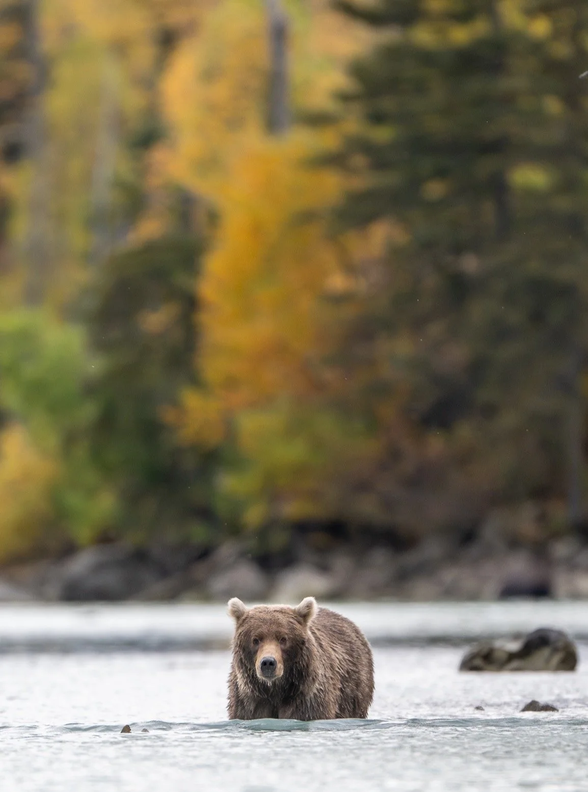In memory of Jane Goodall &mdash; one of the greatest advocates for wildlife and our planet. She taught us not only to observe, but to listen, respect, and care. 
Thank you, Jane, for showing us that one person&rsquo;s empathy and action can echo acr