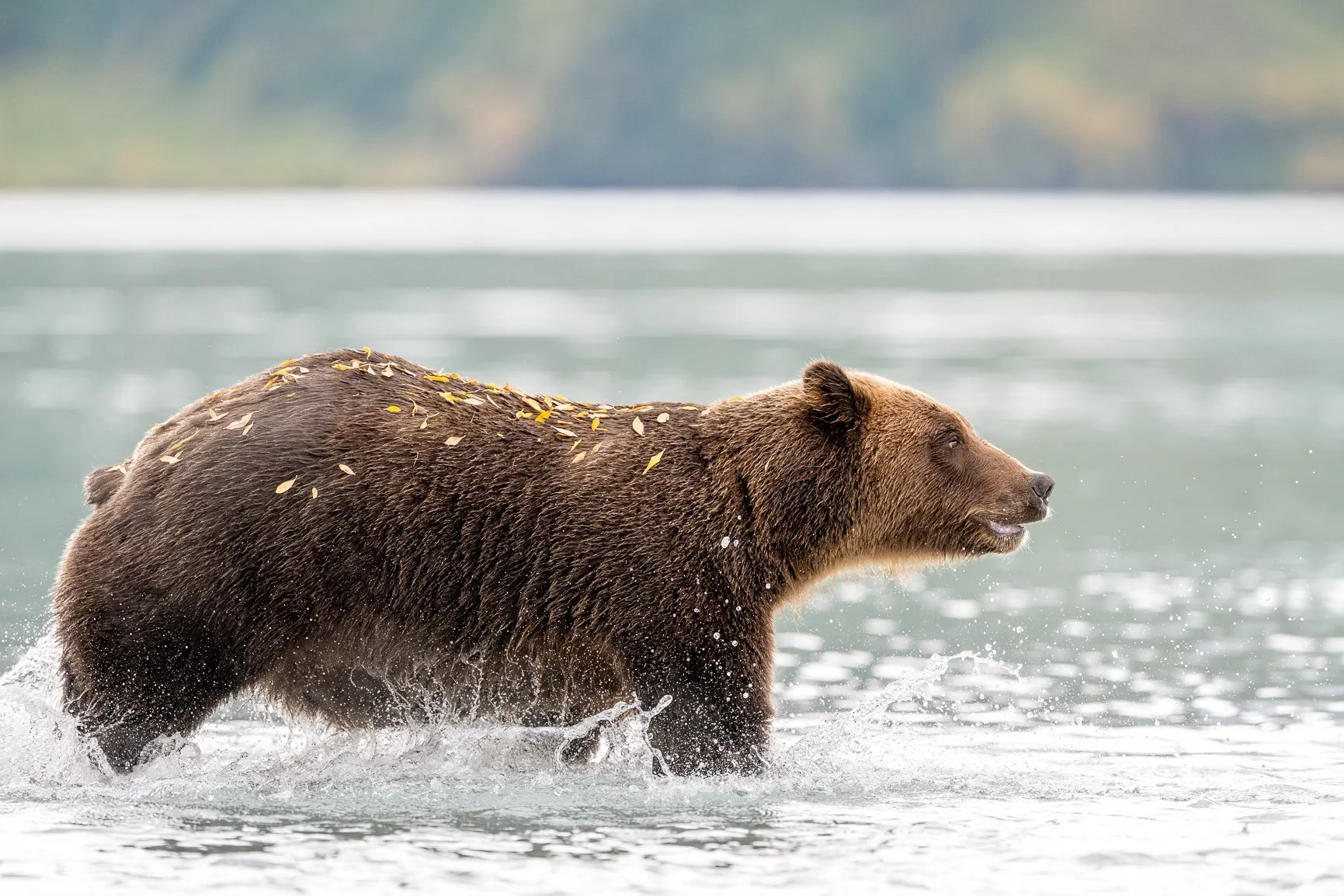 This morning I went birding at a local hotspot with a photography friend and, true to form, my streak with little birds continues&mdash;they just don&rsquo;t love my lens! Luckily, I&rsquo;m still catching up on editing from Alaska, where the subject