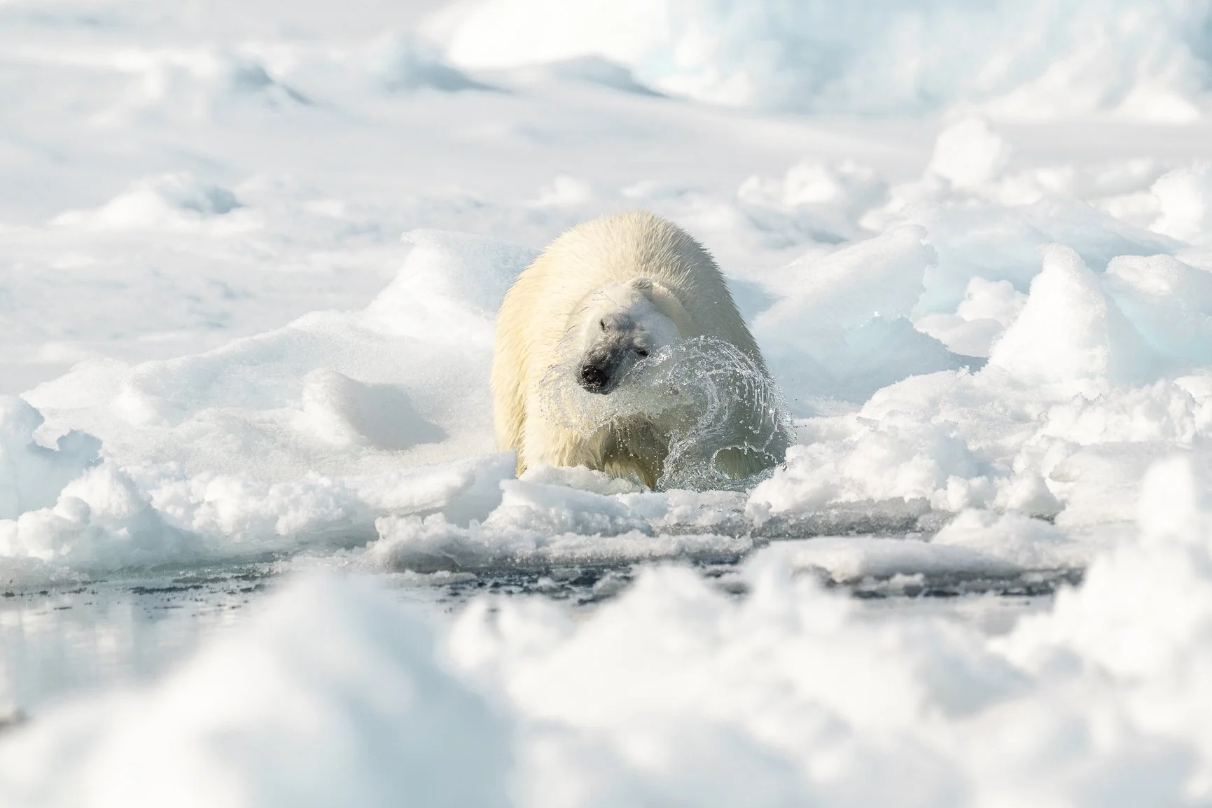 Shake it off, Monday.
Even polar bears need a little reset after diving into the week.