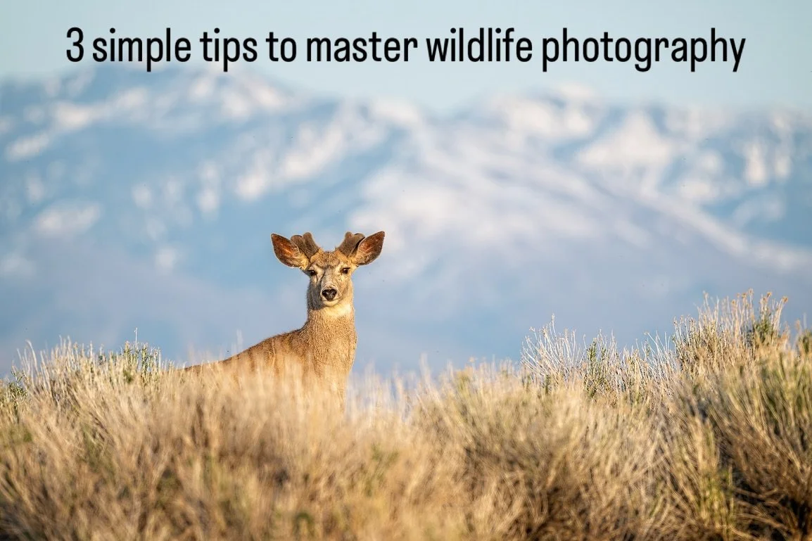 Ready to master wildlife photography in one of Utah&rsquo;s most stunning locations?
Join me in Salt Lake City for a hands-on Wildlife Photography Workshop with @womensphotographycircle 
We&rsquo;ll photograph bison, birds, and the surreal reflection