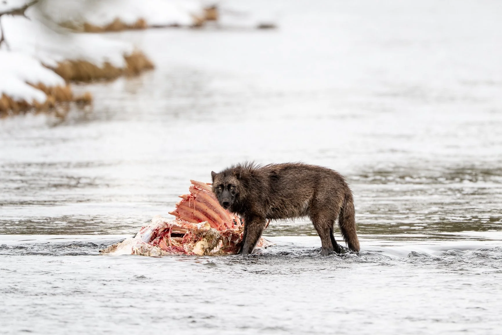 It&rsquo;s Wolf Awareness Week &mdash; a time to reflect on one of Yellowstone&rsquo;s most important species.
When wolves were reintroduced to Yellowstone in 1995, they did more than restore a predator &mdash; they helped rebalance an entire ecosyst