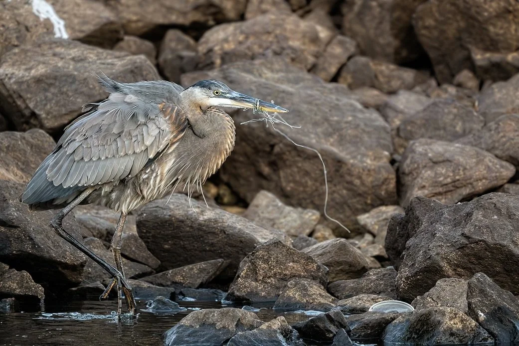 This great blue heron and owl should be celebrating a successful catch&hellip; but instead, they are tangled in fishing line &mdash; a silent threat that injures or kills countless birds and marine animals every year.

Fishing line doesn&rsquo;t disa
