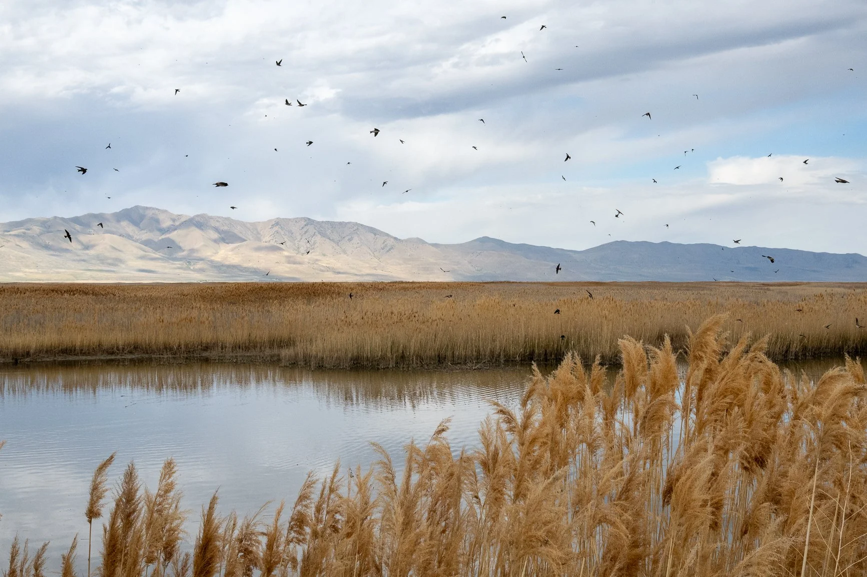 Tiny wings. Big world. ๐
Bear River Migratory Bird Refuge, Utah
#tiftuesday by @shoot_small
