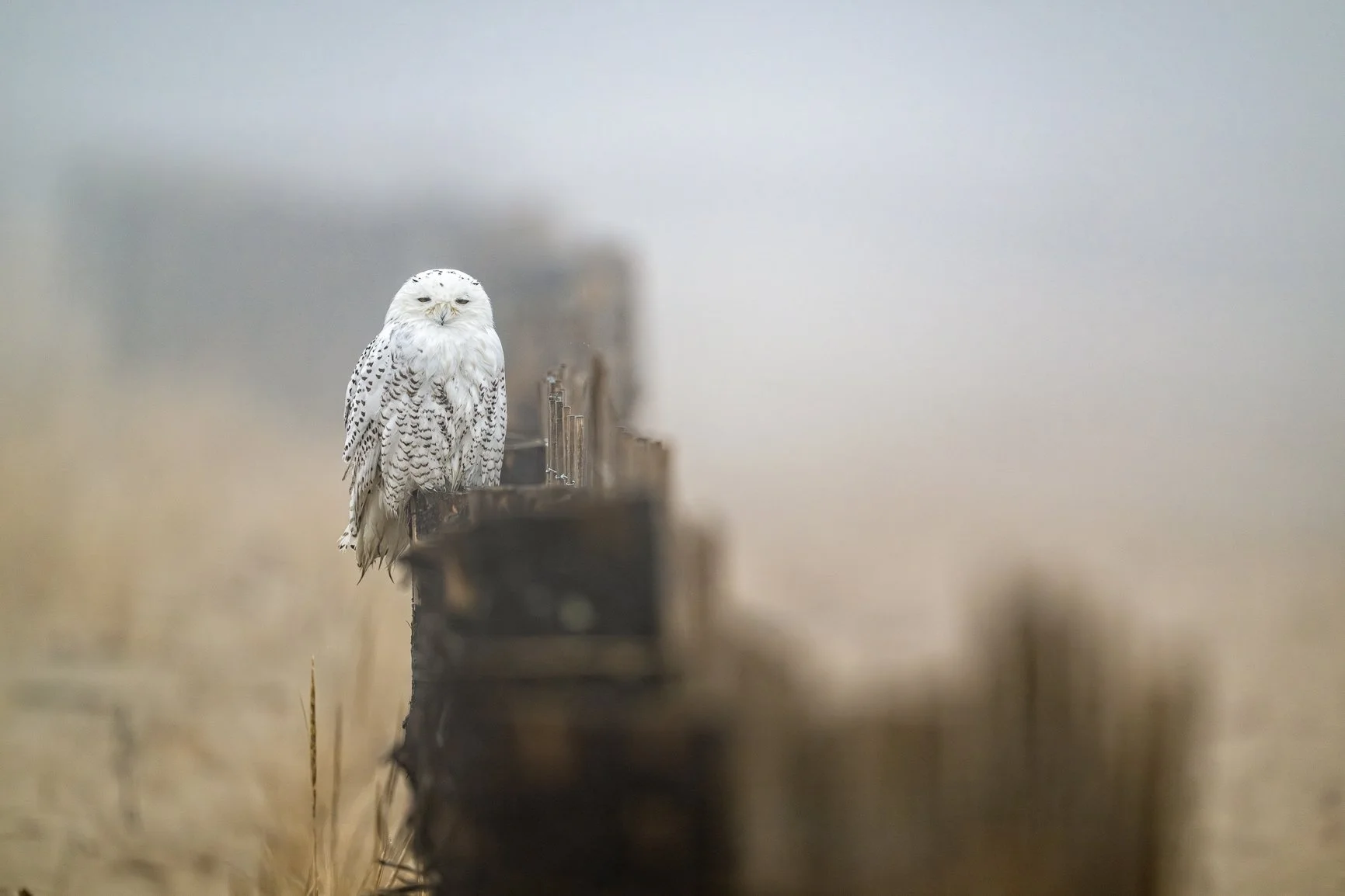 The perfect Owl-O-Ween mood &mdash; fog, feathers, and silence. Wishing you all a hauntingly beautiful Owl-O-Ween! 🎃🦉

If you&rsquo;re not already following @resilient_wild, please do! It&rsquo;s a new hub celebrating images that tell the story of 