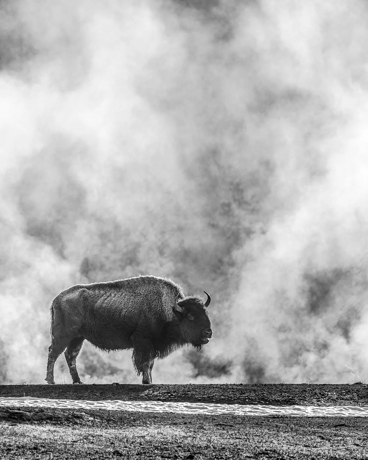 The American bison &mdash; survivor of storms, keeper of the plains. 🦬
Honoring this wild icon on #NationalBisonDay.