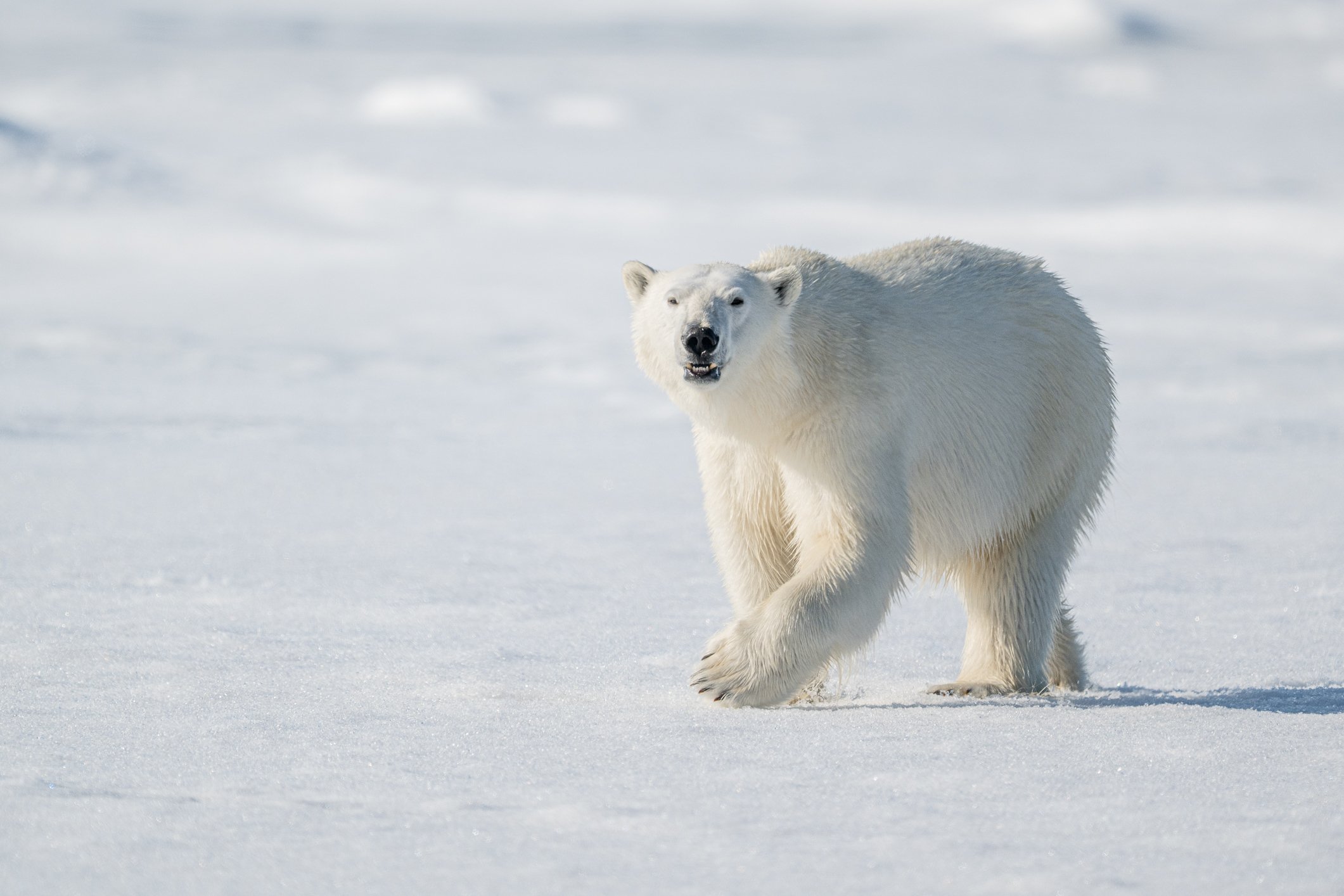Every encounter with a polar bear changes you. Their quiet strength, their patience on the ice, their eyes reflecting a world most will never see.
During #PolarBearWeek I&rsquo;m thinking about how fragile that world is &mdash; and how photography ca