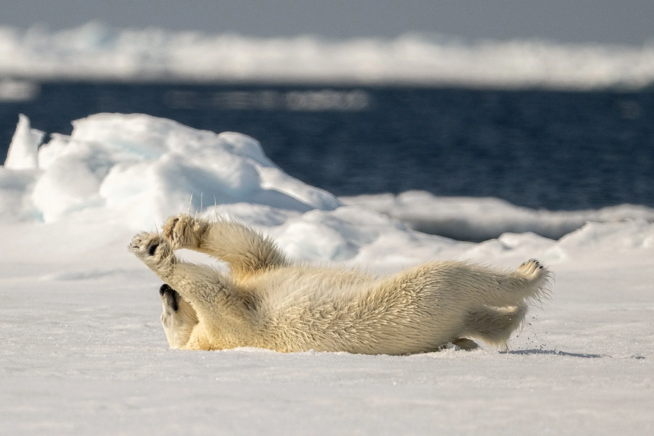 Me trying to act fine after giving up Diet Coke. 🥴🐻&zwj;❄️ It&rsquo;s been&hellip; a journey. But hey, if this polar bear can roll with it, so can I. Please send me all the strength vibes. 💪✨

This week also happens to be Polar Bear Week, a time t