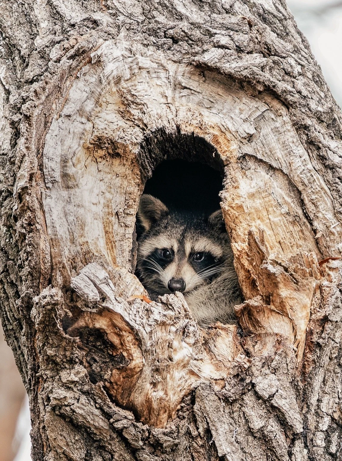 I&rsquo;ve chased wildlife all over the world, but today I finally got something I&rsquo;ve quietly wished for forever- a raccoon in a tree. Honestly? Almost as thrilling as my very first bear photo. A few months at home has reminded me just how magi