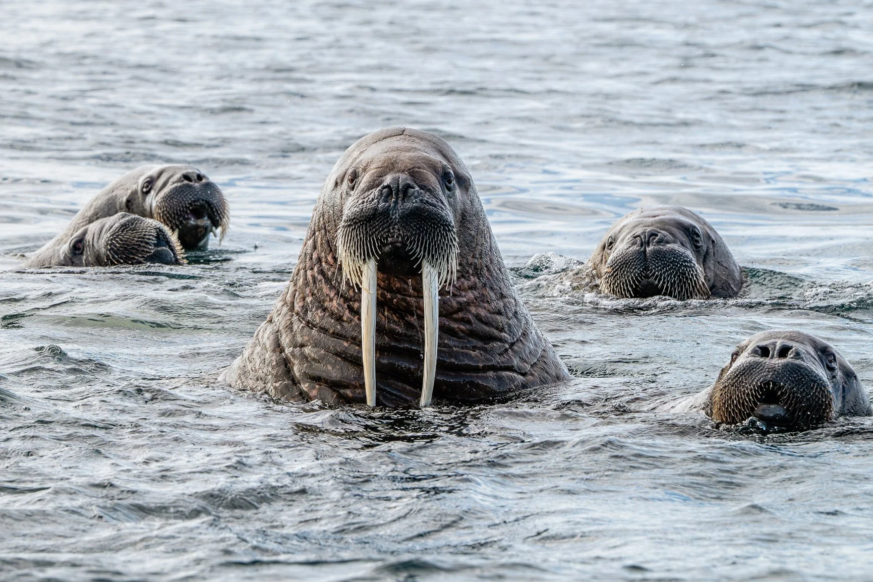 Happy Thanksgiving! It&rsquo;s hard to choose what I&rsquo;m most thankful for this year, but these walruses from Norway are definitely near the top of the list. 😊
I&rsquo;m so grateful for each and every one of you here on Instagram and in my photo