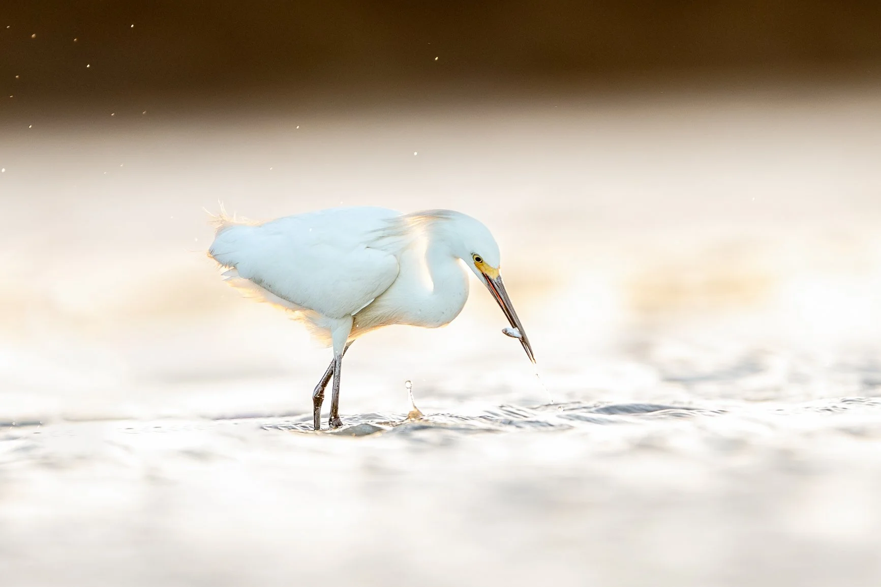 Small Business Saturday is here, and I&rsquo;m celebrating by saying thank you &mdash; for cheering me on, booking workshops, ordering prints, and believing in my work.
Every bit of it keeps this tiny business running and keeps me outside photographi