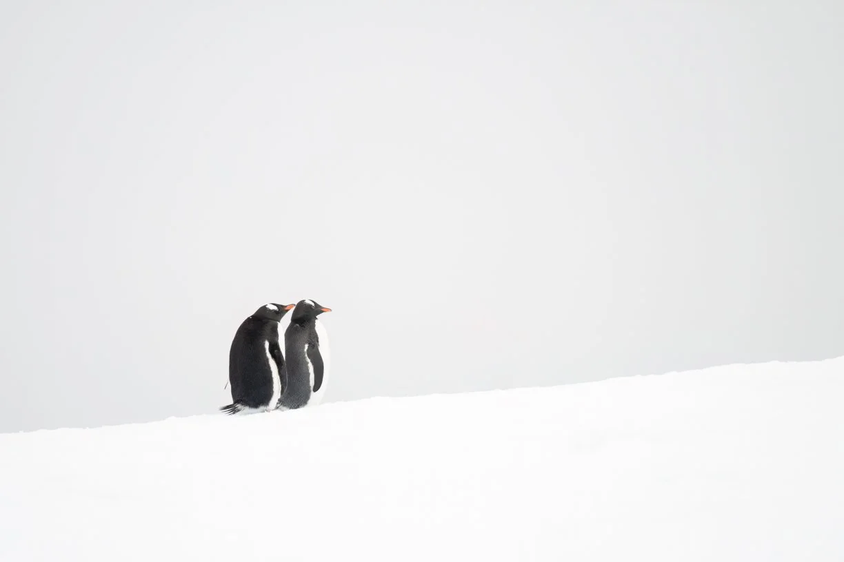 Happy Antarctica Day from these two snow-loving friends! ❄️🐧

Antarctica has a way of reminding you how small you are&hellip; and how important it is to protect what&rsquo;s untouched. Here&rsquo;s to keeping the ice wild, the oceans healthy, and th