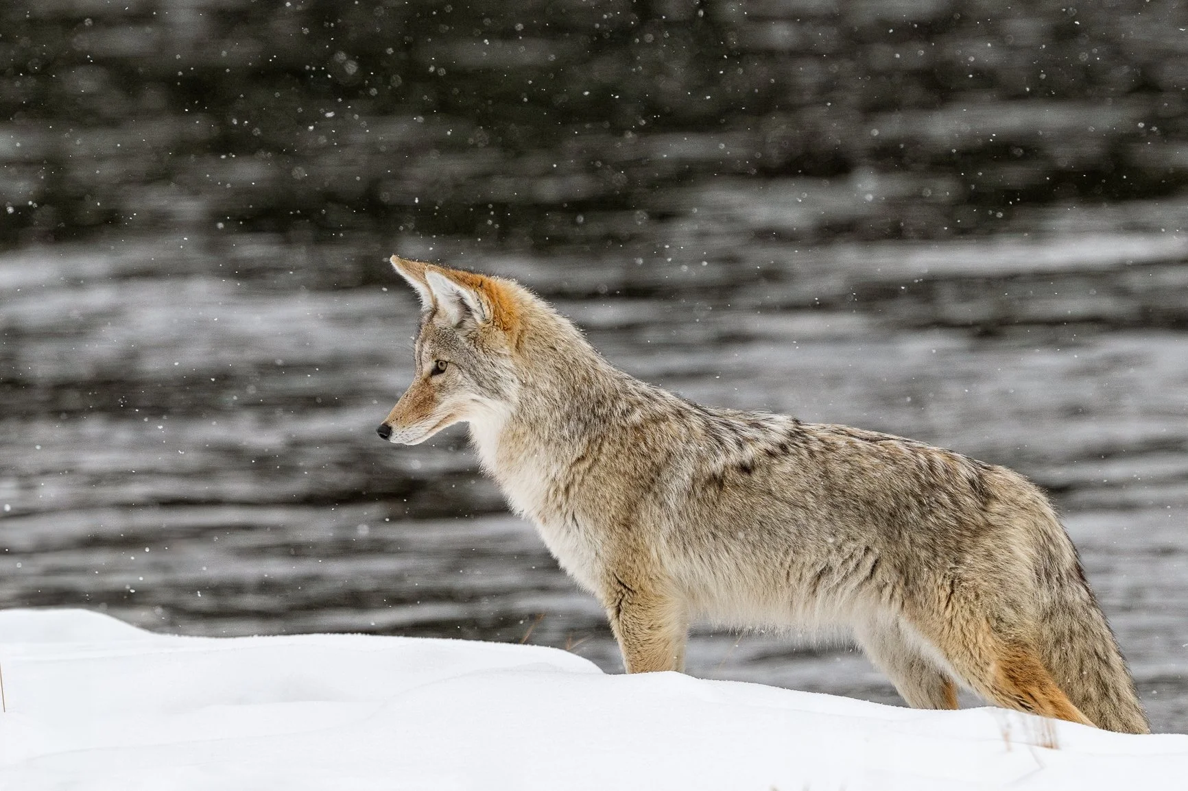 One month from today I head back to Yellowstone&hellip; for almost an entire month of winter magic. ❄️
When I first started doing Yellowstone trips years ago, I dreamed of spending more and more time in my favorite place. Somehow that dream turned in