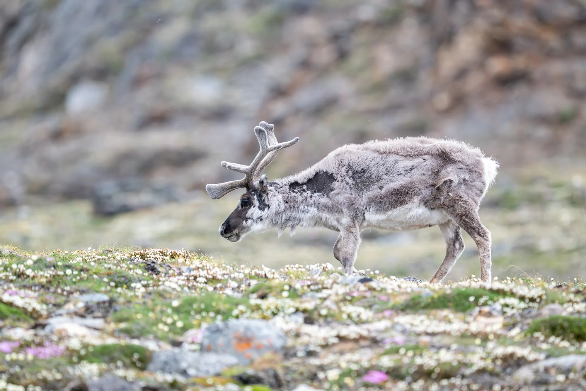 Turns out when you get close to the North Pole&hellip; the reindeer really do appear. 

This was one of the first wildlife sightings we had after leaving the far-north pack ice in Svalbard, and what a treat it was. After days of nothing but ice, sudd