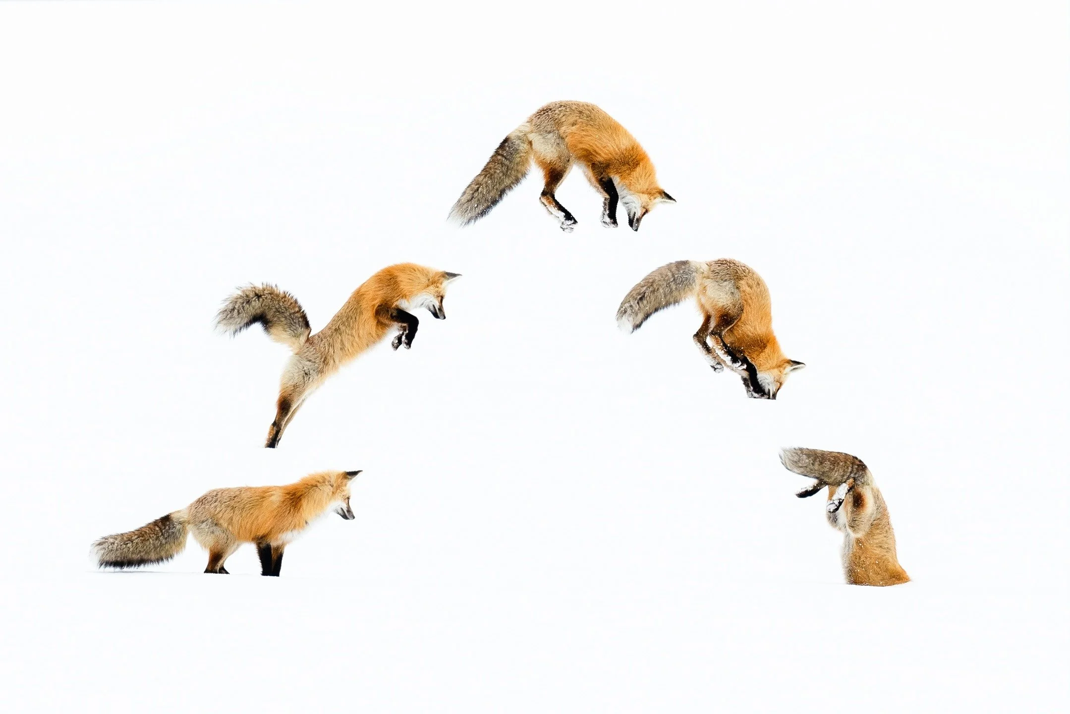 Last year was such an epic year in Yellowstone&mdash;foxes everywhere, owls in places we&rsquo;ve never seen them before, my first ermine, and so many unforgettable moments. 
Who knows what this year will bring&hellip; but if Yellowstone has taught m