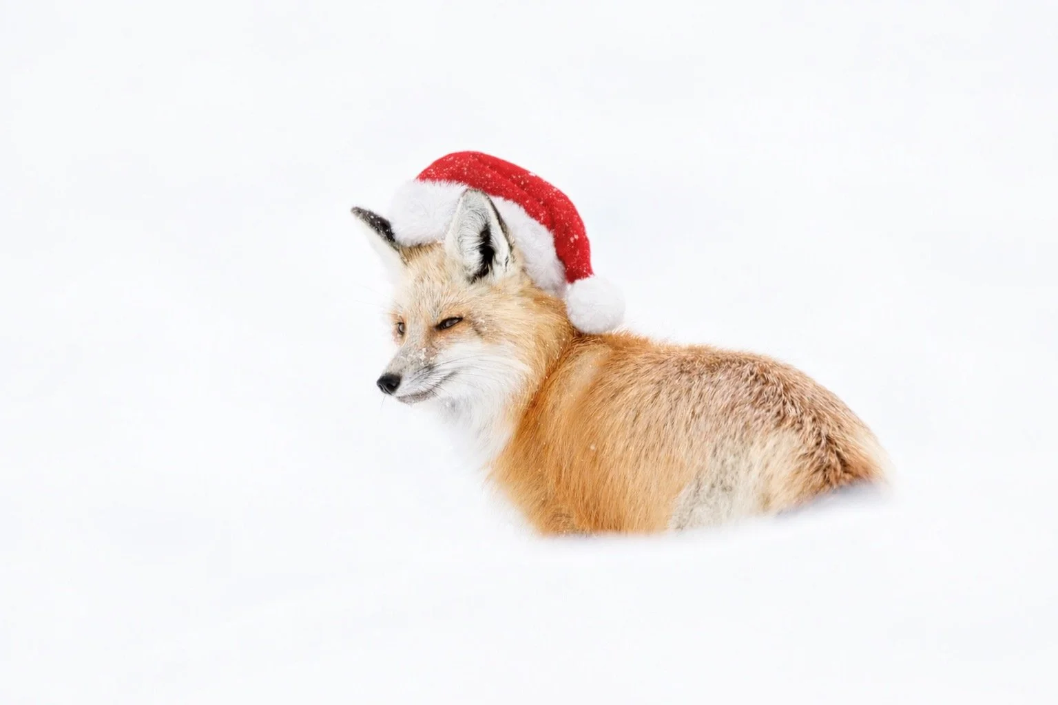 Dear Santa&hellip;
I found your hat 🎅🦊
Wishing you a magical holiday filled with wonder, laughter, and a little creative sparkle ❄️