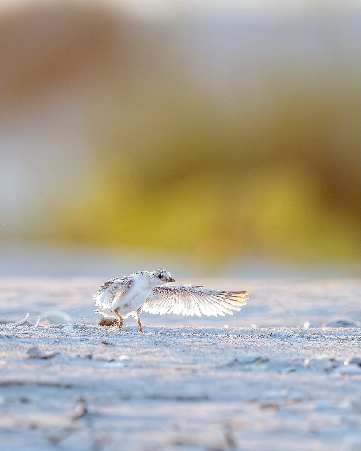 We did it! Huge thanks to @denakarenphotography (and Tom!) for getting us out to an island with some new babies. What an incredibly beautiful evening, and we finally got our fluff balls! Watching these tiny terns trying to figure out how to use those