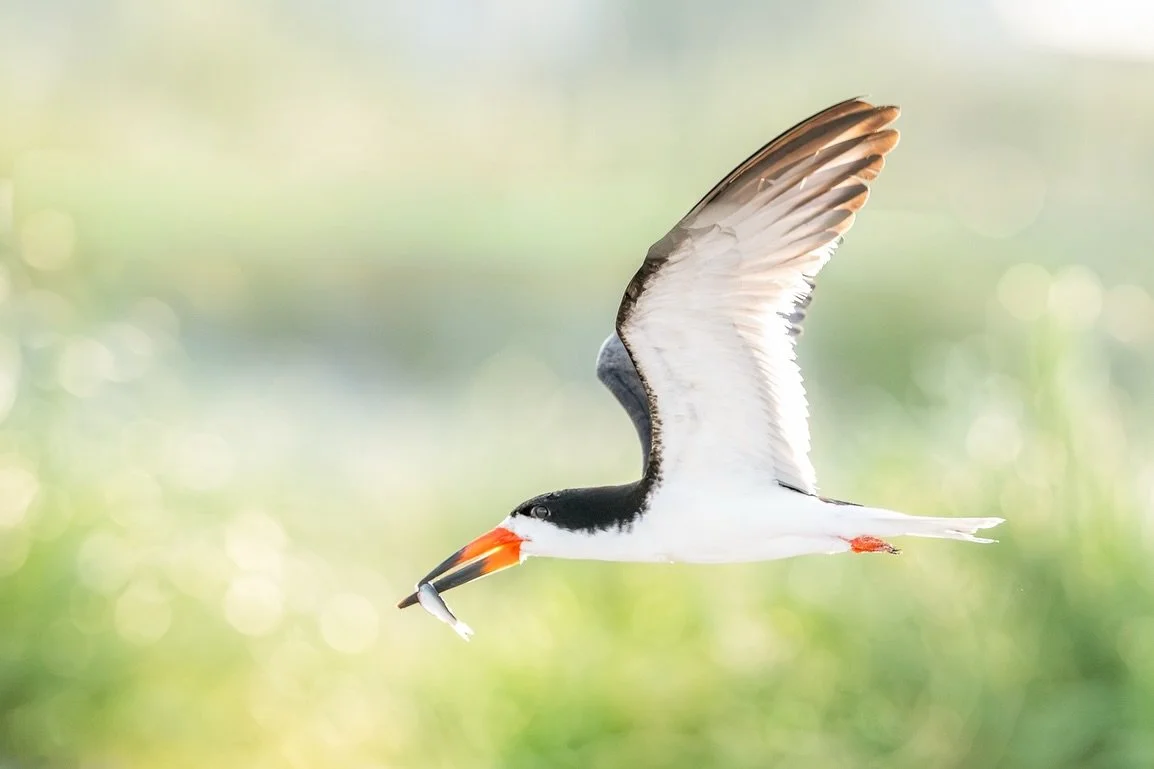 My summer baby watch (aka obsession) continues&hellip; I spent the morning with @denakarenphotography checking on the terns and skimmers in Wrightsville.  Still no babies, but we&rsquo;re getting closer.  I have a feeling the next visit might be the 