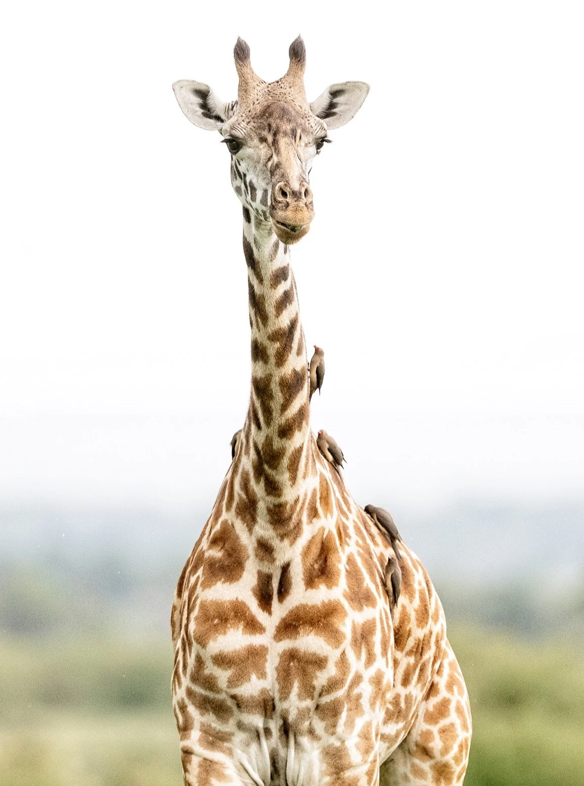 When you're the tallest one in the group, everyone wants a ride.

A giraffe and her tiny traveling companions. These red-billed oxpeckers spend their days riding along, feeding on ticks and other parasites&mdash;a partnership that helps both species 