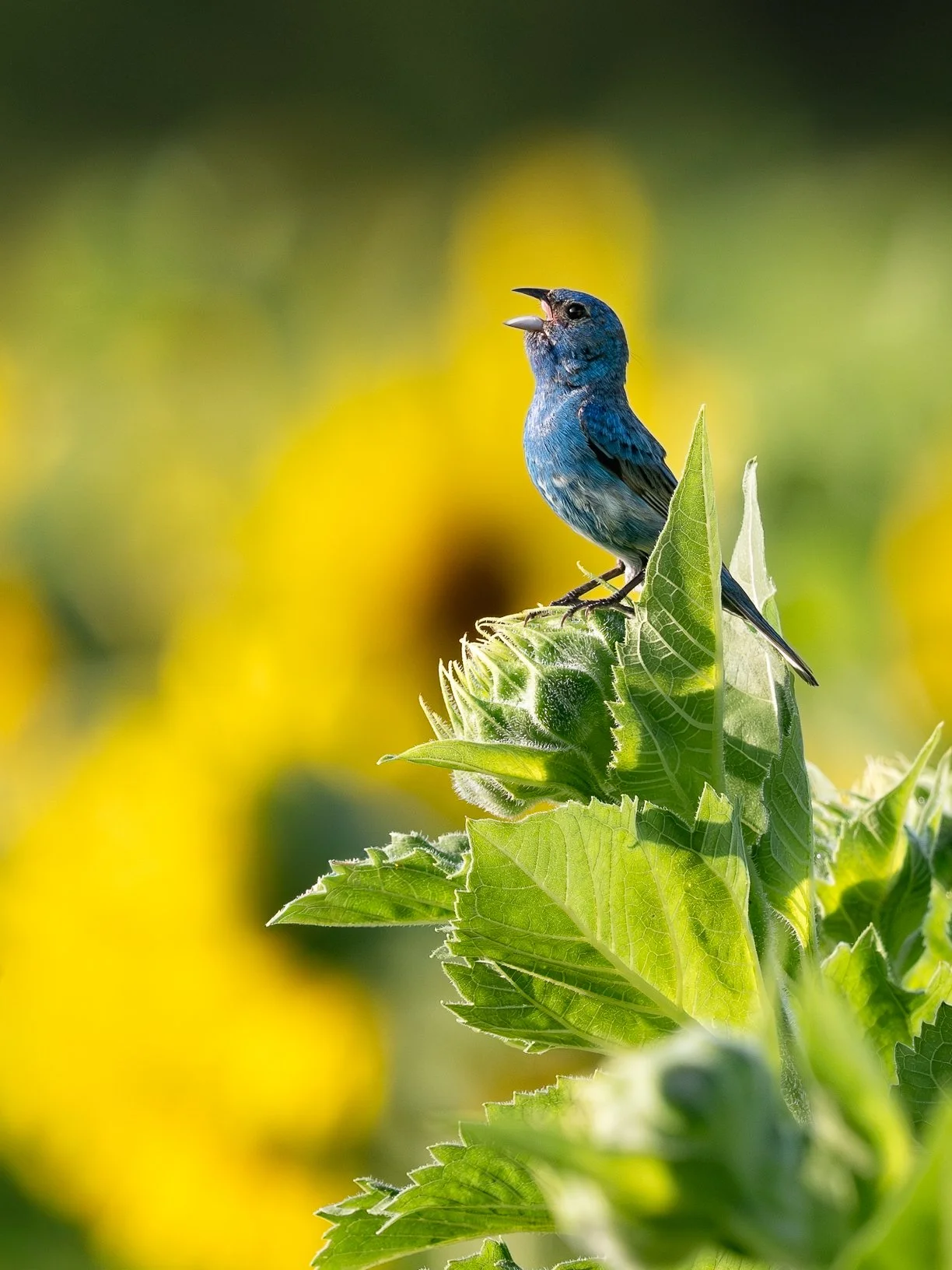☀️ Summer Solstice ☀️
Today marks the longest day of the year.

Here's to long days, warm light, and all the wild beauty that summer brings. 🌻💙