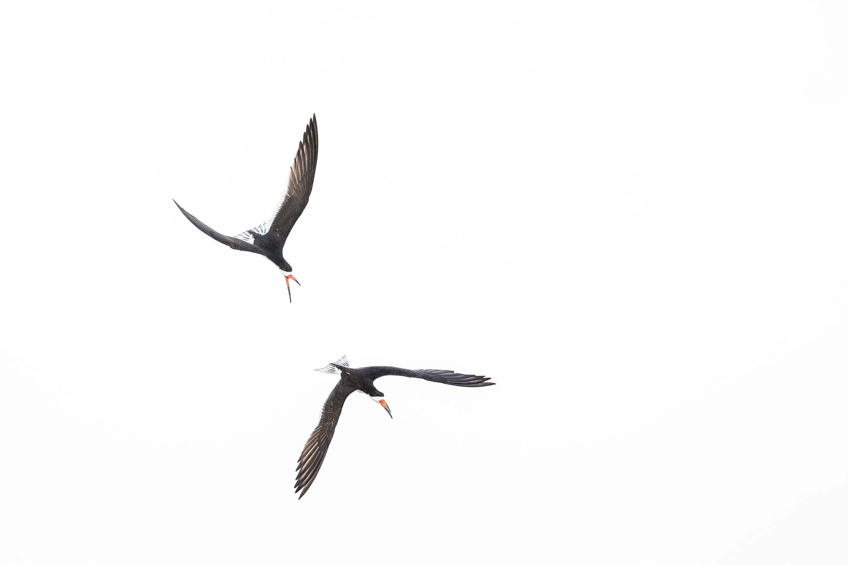 A little high-key drama in the sky.
No fish. No sand. No distractions. Just two Black Skimmers settling a disagreement above the shoreline.
