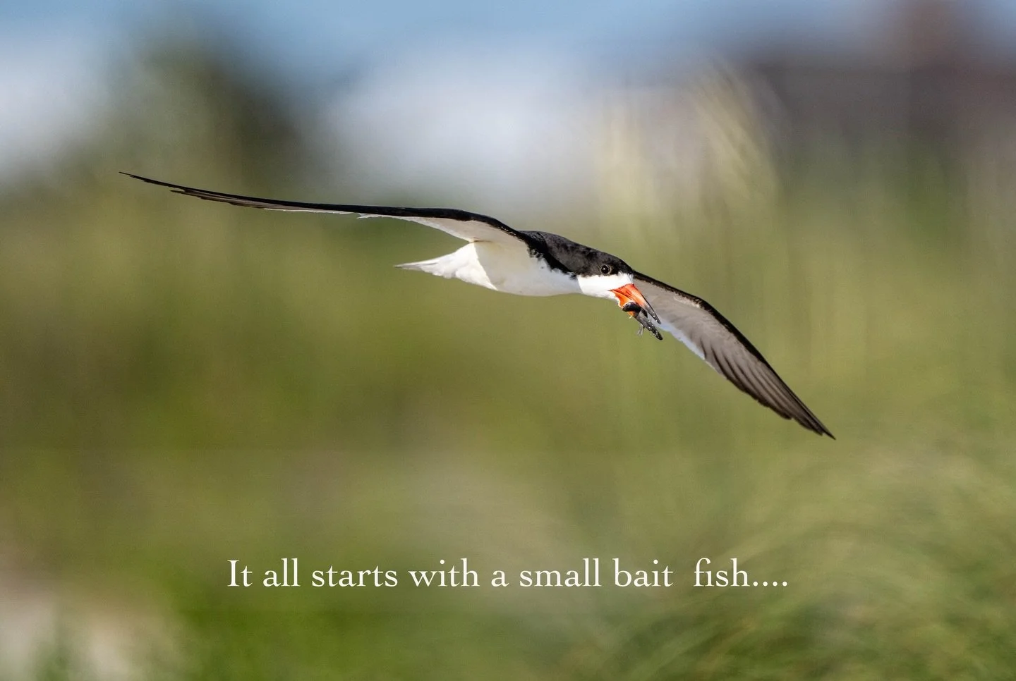 I might be a little too obsessed with the nesting behavior along the North Carolina coast this year. 

A few evenings ago, I found myself completely captivated by the Black Skimmers. Their courtship, pair bonding, and nesting behavior are fascinating