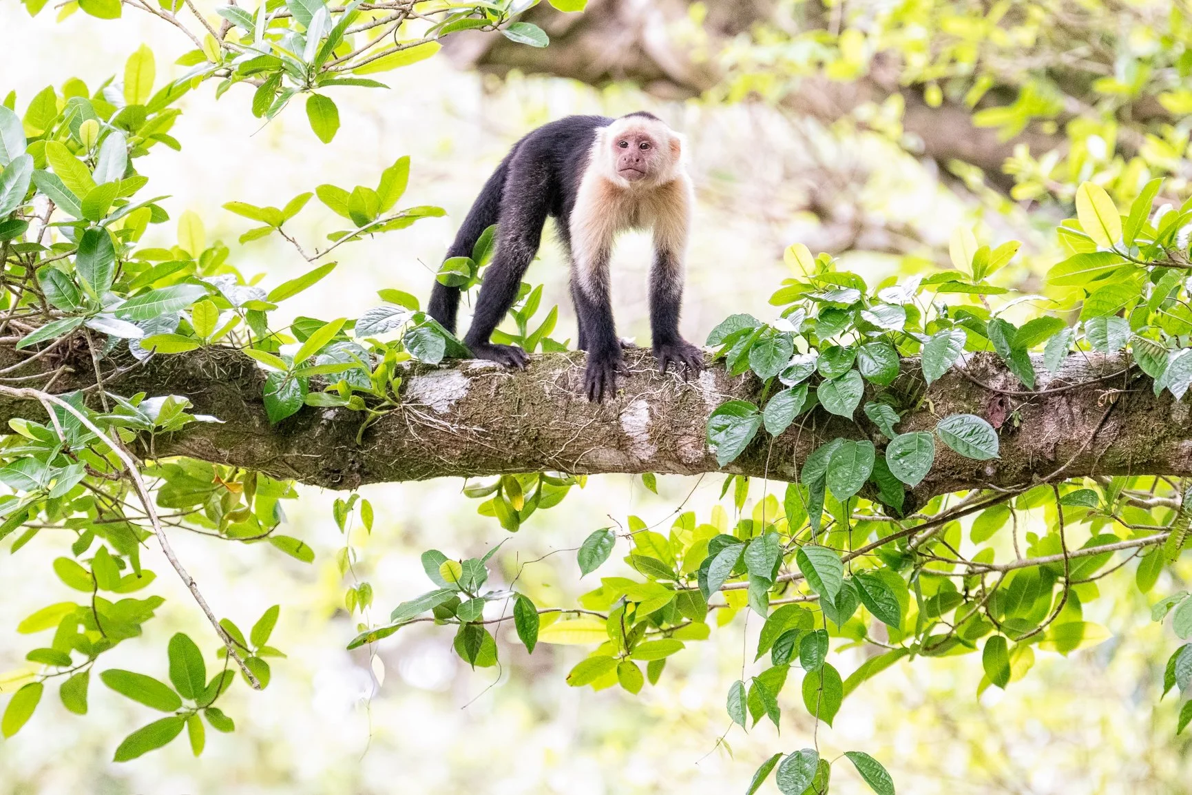 One of the things I love about the Osa Peninsula is that it's not just about the birds. Around every corner there's another mammal waiting to steal the show. This curious capuchin paused for just a moment to check us out before continuing on with wha