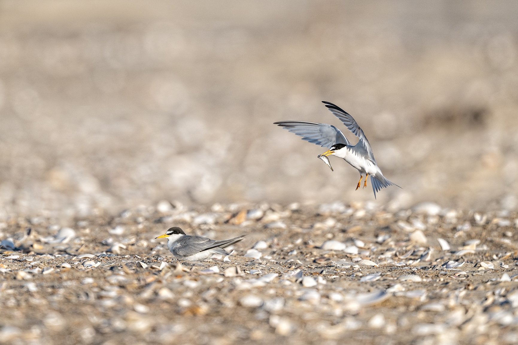 Dating on the beach looks a little different when you're a tern. 💕🐟
No flowers. No chocolates. Just a freshly caught fish delivered straight to your sweetheart.
I've spent the past week photographing these amazing birds along the North Carolina coa