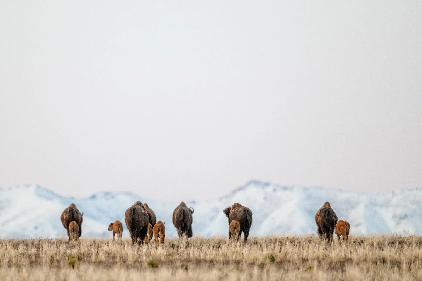 Not my usual angle... 😄

I don&rsquo;t typically photograph the south end of northbound animals, but there was no way I was passing up this scene. Those little red dogs trailing behind their moms with the snow-covered mountains in the distance were 