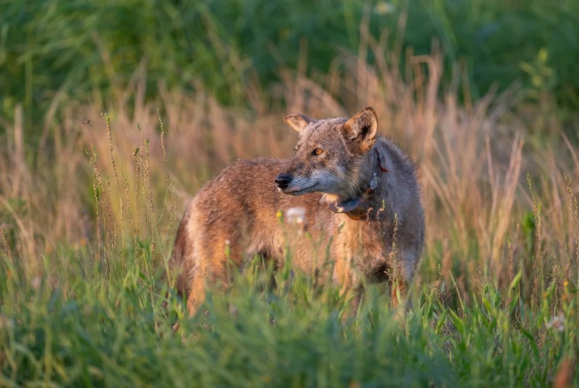 A perfect ending to our trip to Eastern NC Watching endangered red wolves move through the North Carolina landscape was both exciting and humbling. With fewer than 30 known wild red wolves remaining, every sighting feels incredibly special. Grateful 