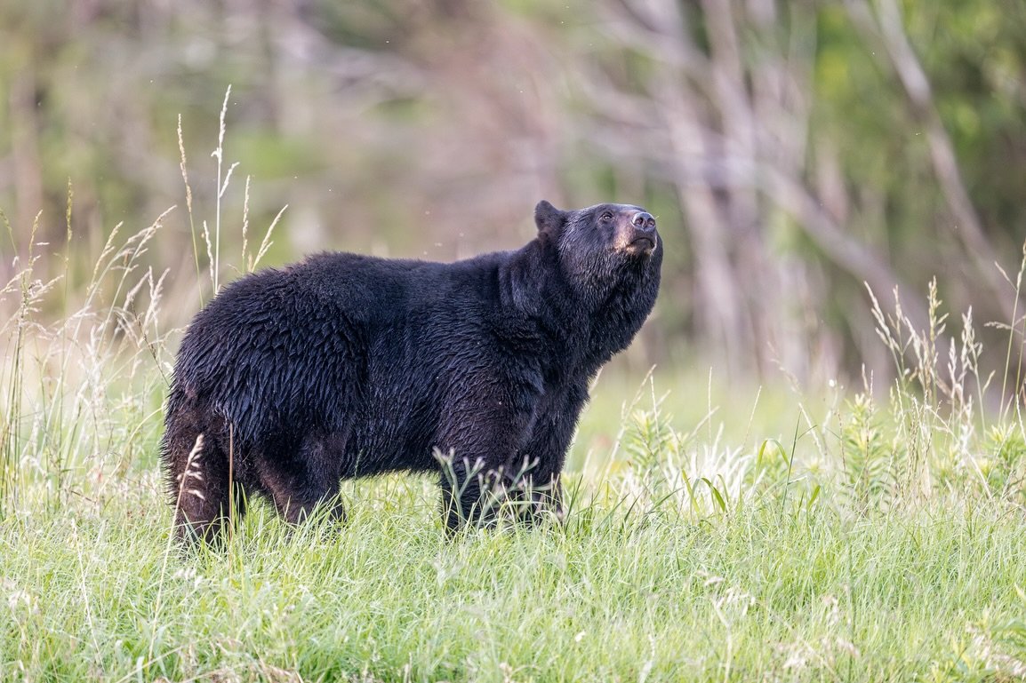 Happy National Black Bear Day 🐻. I can&rsquo;t think of a better place to celebrate it!