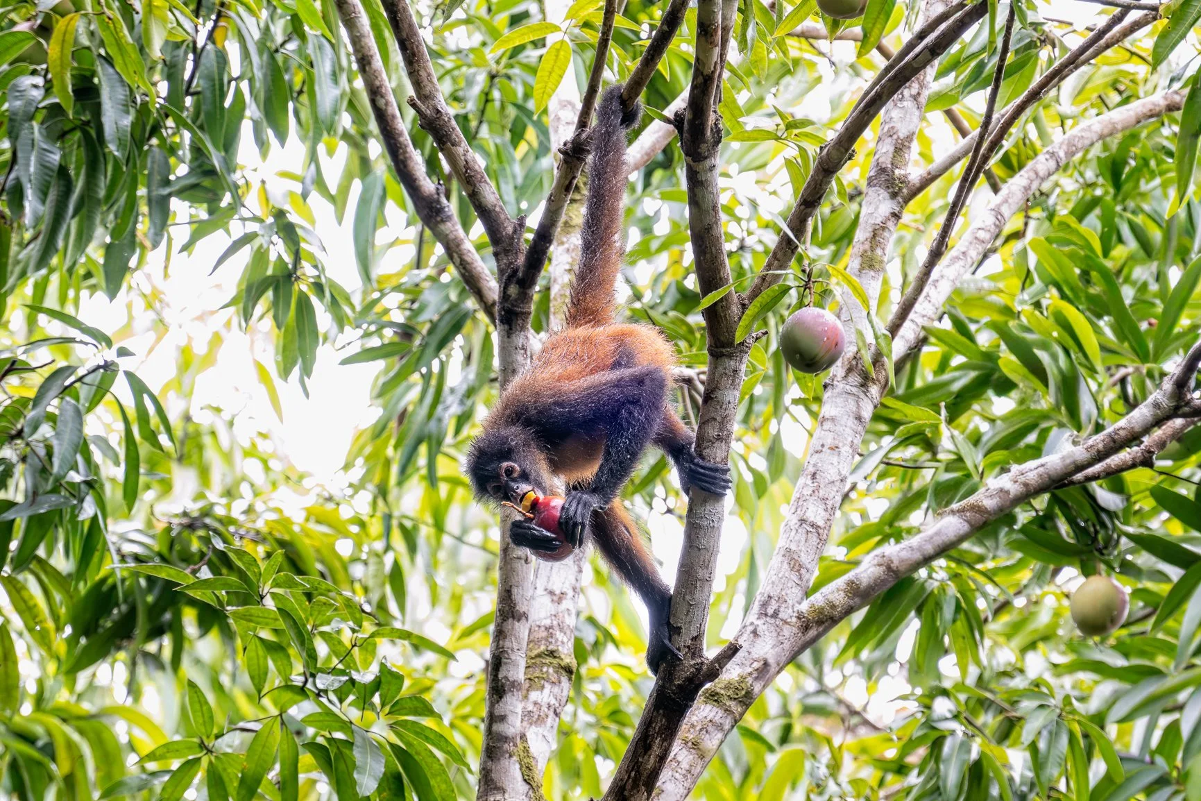 These spider monkeys were one of the highlights of our time in Costa Rica. Watching them race through the mango groves, hang from branches by impossibly long limbs, and wrestle with each other like a bunch of mischievous kids was endlessly entertaini